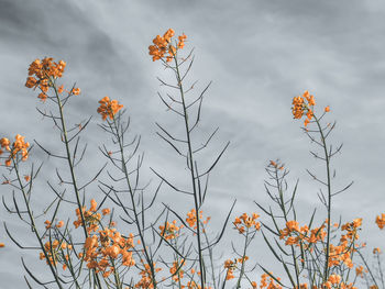 Low angle view of orange flowering plants against sky