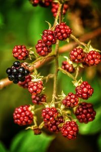 Wild blackberries, ripe, ripening, blackberries,