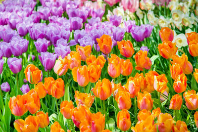 Glade of colorful fresh tulips. colorful tulips in the park. spring landscape. tulip background. 
