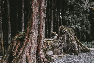 Trees growing in forest