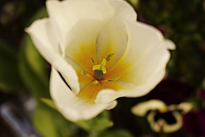 Close-up of white flower blooming