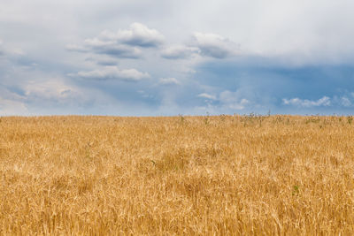 Scenic view of wheat field against sky