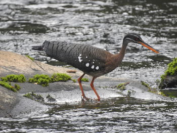 Side view of a bird on rock