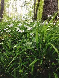 Close-up of fresh green plants in forest