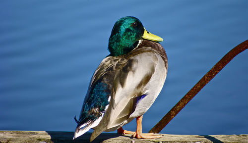 Close-up of bird perching on lake against blue sky