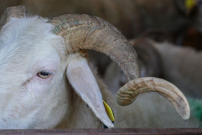 Close-up of sheep