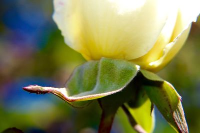 Close-up of yellow flowers