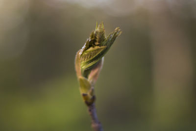 Close-up of caterpillar on plant