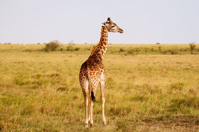 Deer standing on field