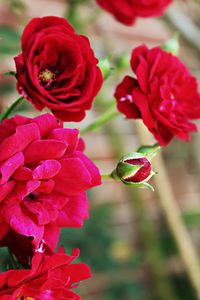 Close-up of red roses blooming in garden