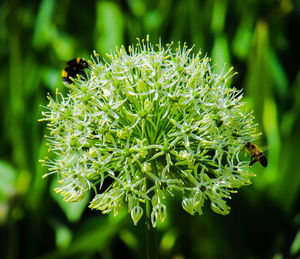 Close-up of white flowering plant