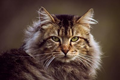 Close-up portrait of cat