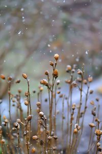 Flower buds growing on field during winter