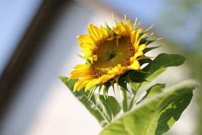 Close-up of yellow flower