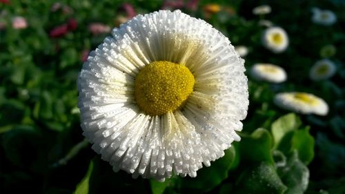 Close-up of white flowers