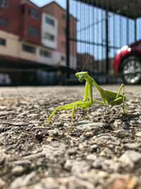 Close-up of praying mantises