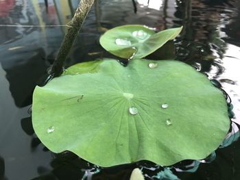 Close-up of raindrops on leaves