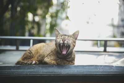 Cat yawning while sitting outdoors