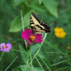 Butterfly on flower