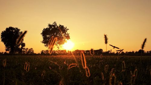 Scenic view of field against clear sky during sunset