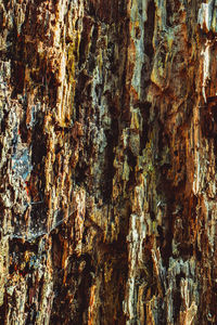 Full frame shot of tree trunk