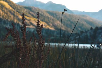 Plants against mountains