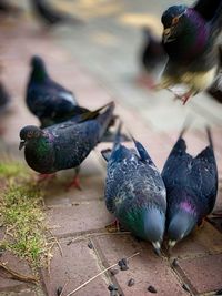 High angle view of pigeons feeding