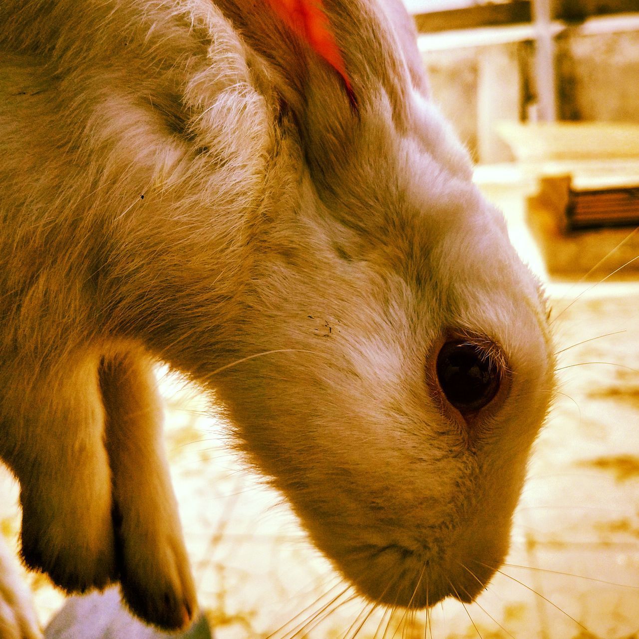 CLOSE-UP OF A DOG LOOKING AWAY OUTDOORS