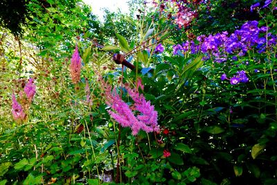 Close-up of pink flowers in garden