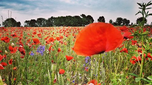 Close-up of red poppy flower in field