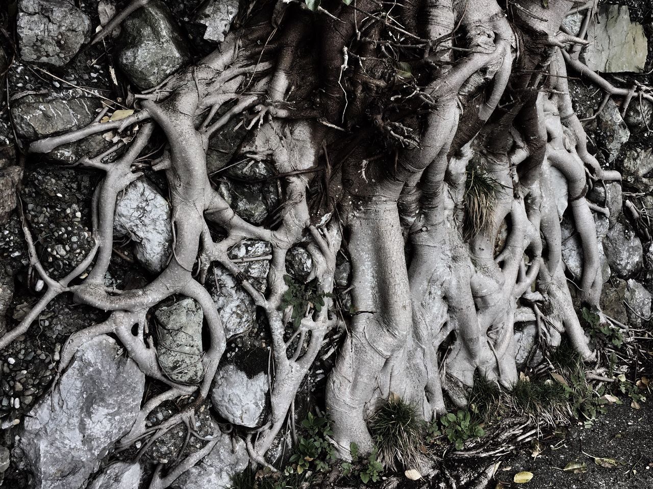 Root of a tree