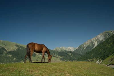 Horse grazing on field against clear sky