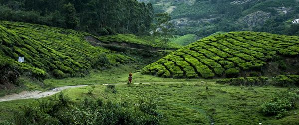 Scenic view of agricultural field