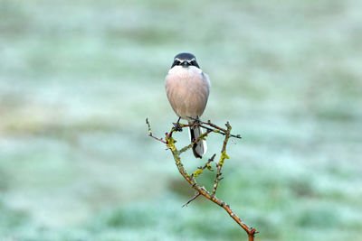 Close-up of bird perching on a branch