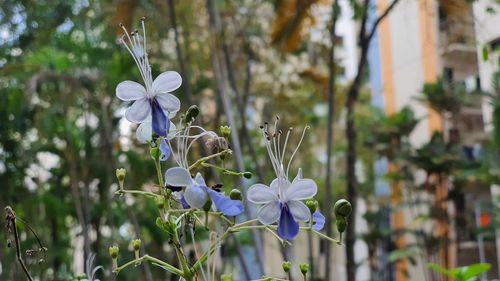 Close-up of white flowering plant