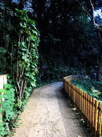 Walkway amidst trees