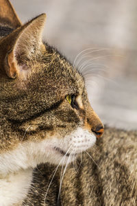 Close-up of cat looking away