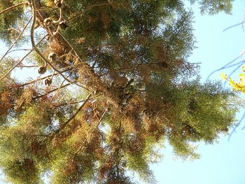 Low angle view of trees against clear sky