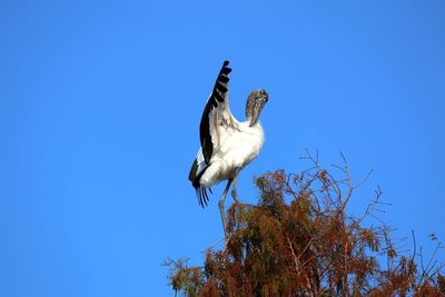 Low angle view of pelican perching on tree against clear blue sky