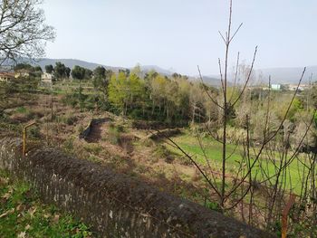 Scenic view of field against clear sky