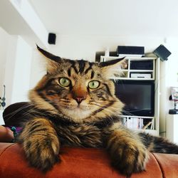 Portrait of cat relaxing at home