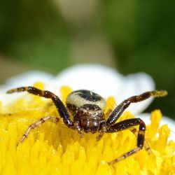 Close-up of bee pollinating on yellow flower