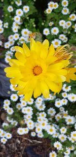 Close-up of yellow flowering plant on field