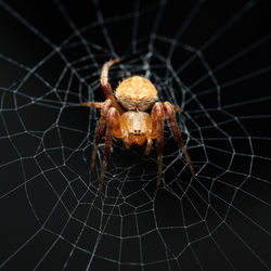 Close-up of spider on web