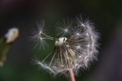 Close-up of dandelion against blurred background