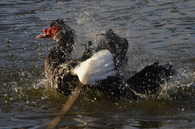 Waves splashing on rocks