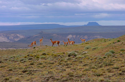 View of horses on landscape