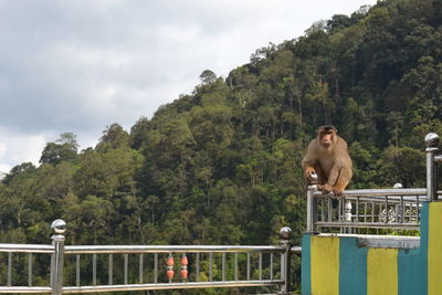 One of the monkeys looking for food to the resident's settlement