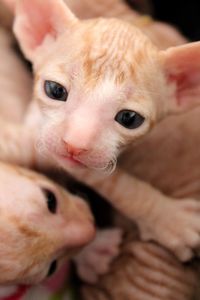 Cornish rex kittens