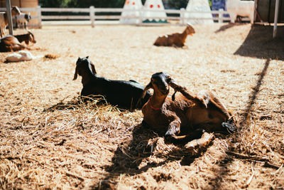 View of a horse on field
